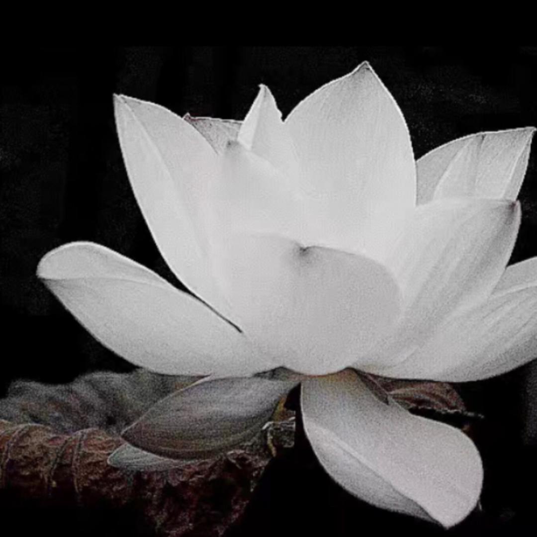 一如禅行
