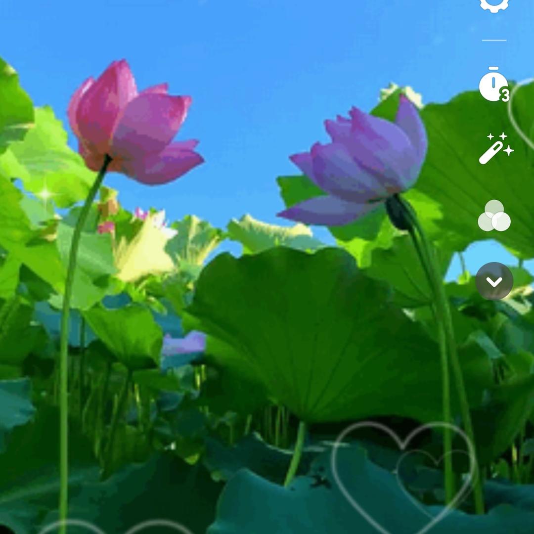 鹅姐