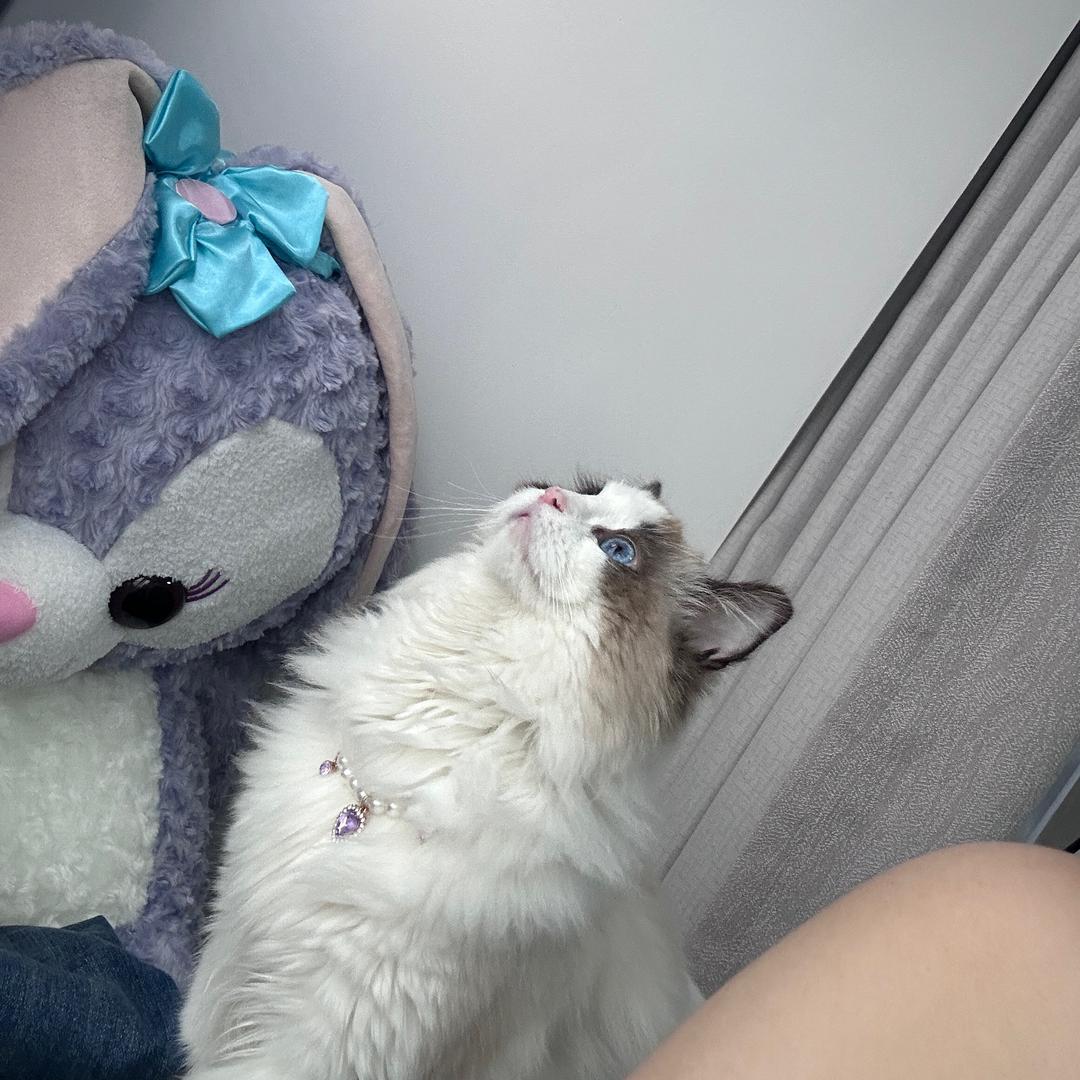 紫啧🐱