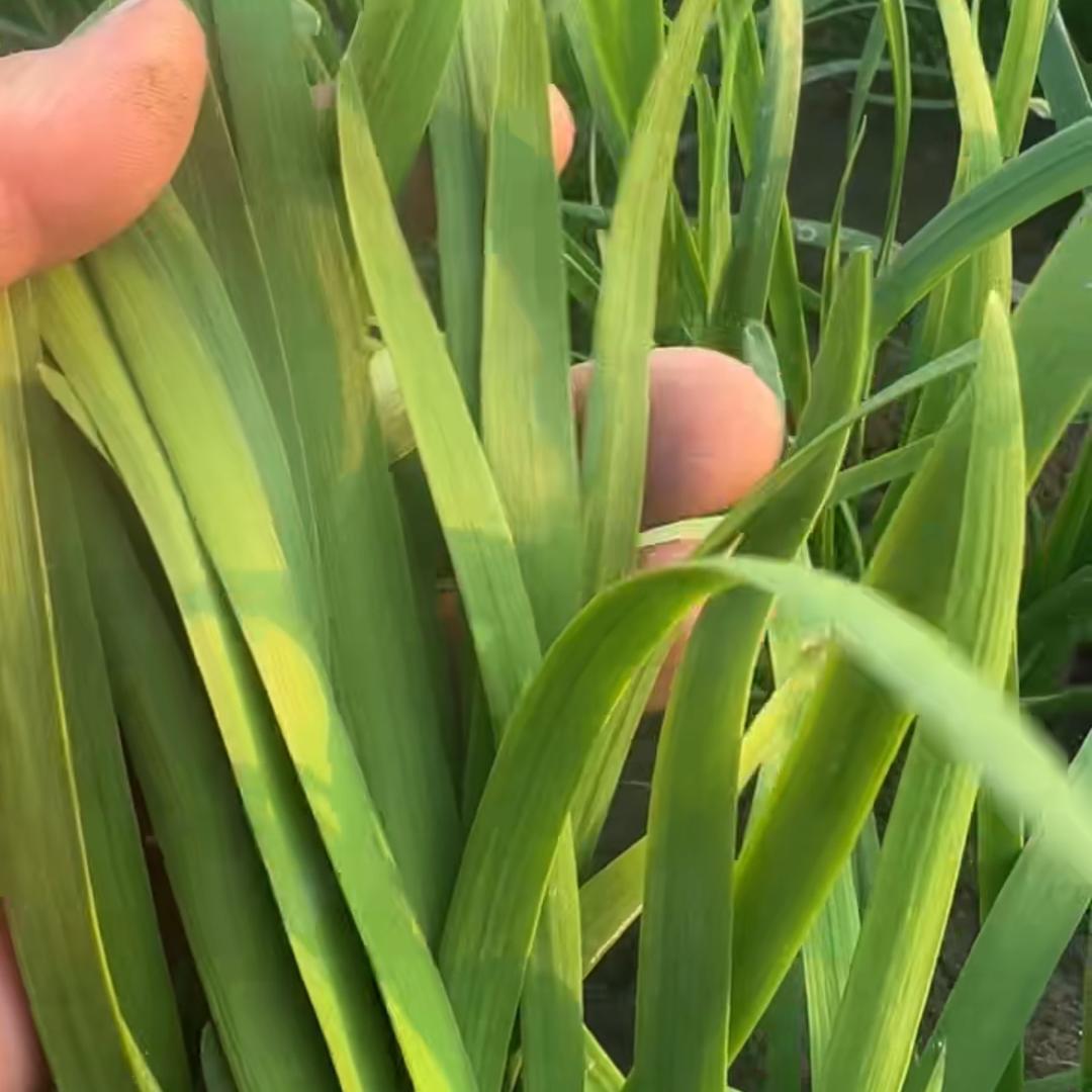 陈氏专业韭菜大棚露天基地种植销售