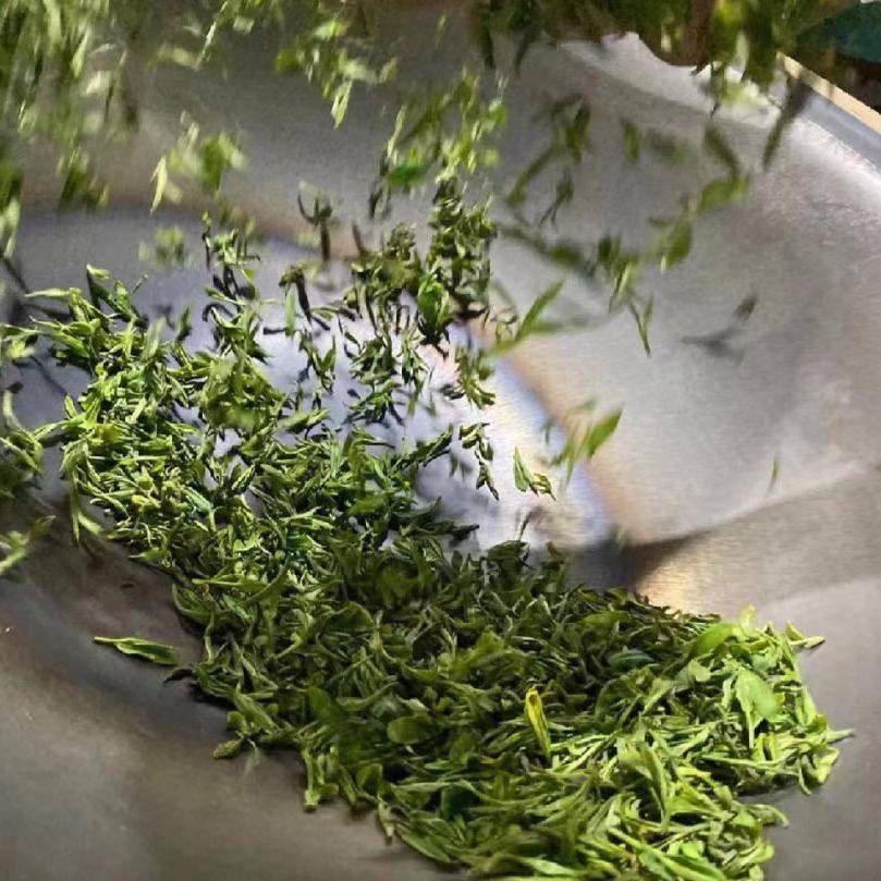 日照绿茶满园春茶