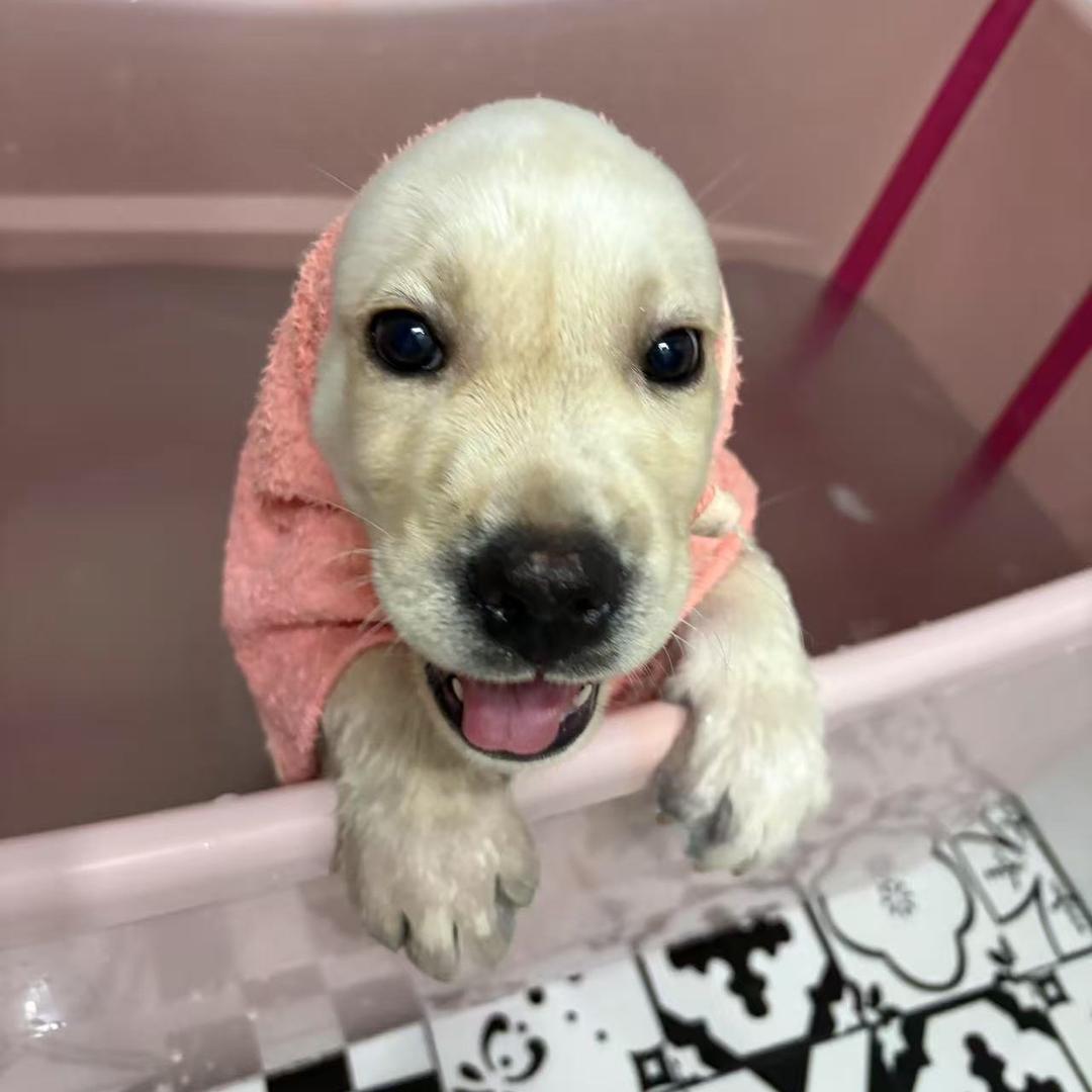 🐕七崽“不拆”🏠