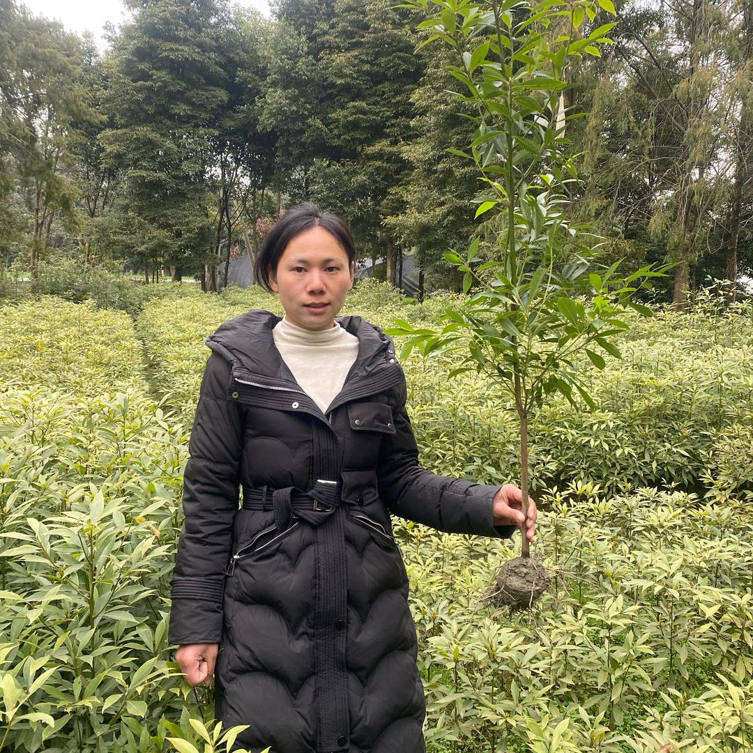 四季青金丝楠木
