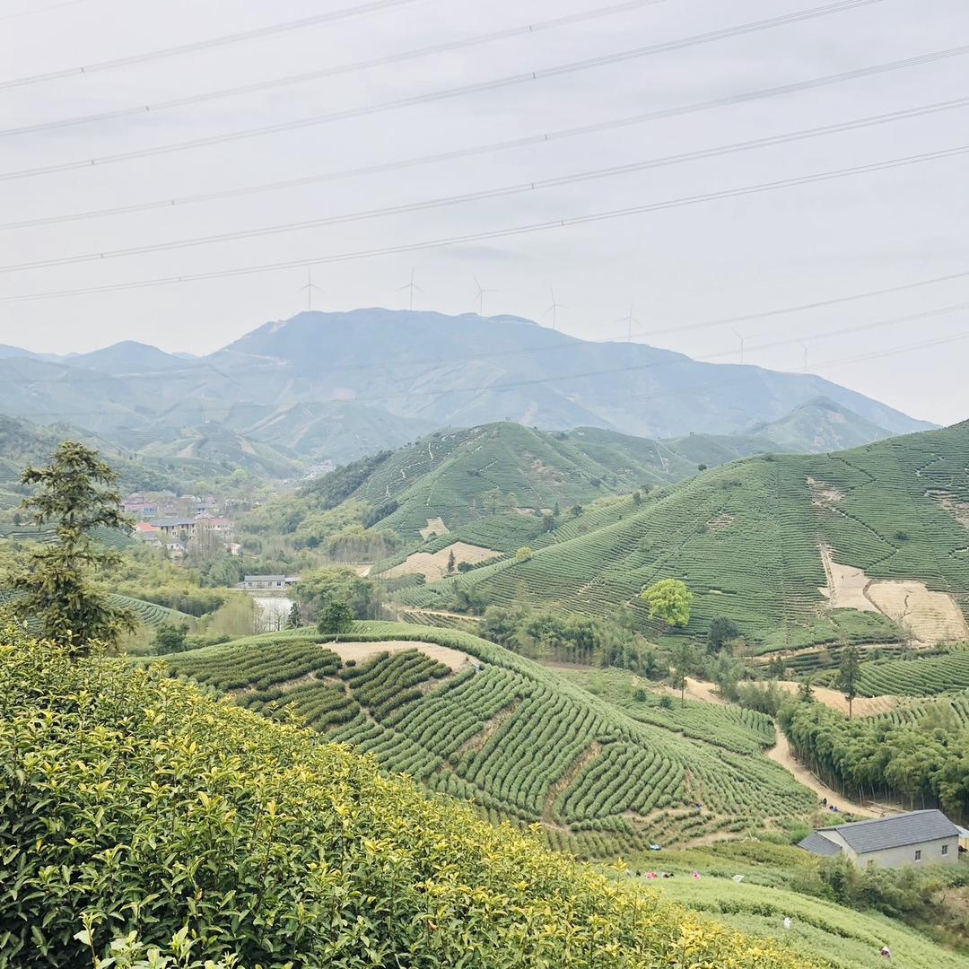 毕闻辉（安吉白茶）