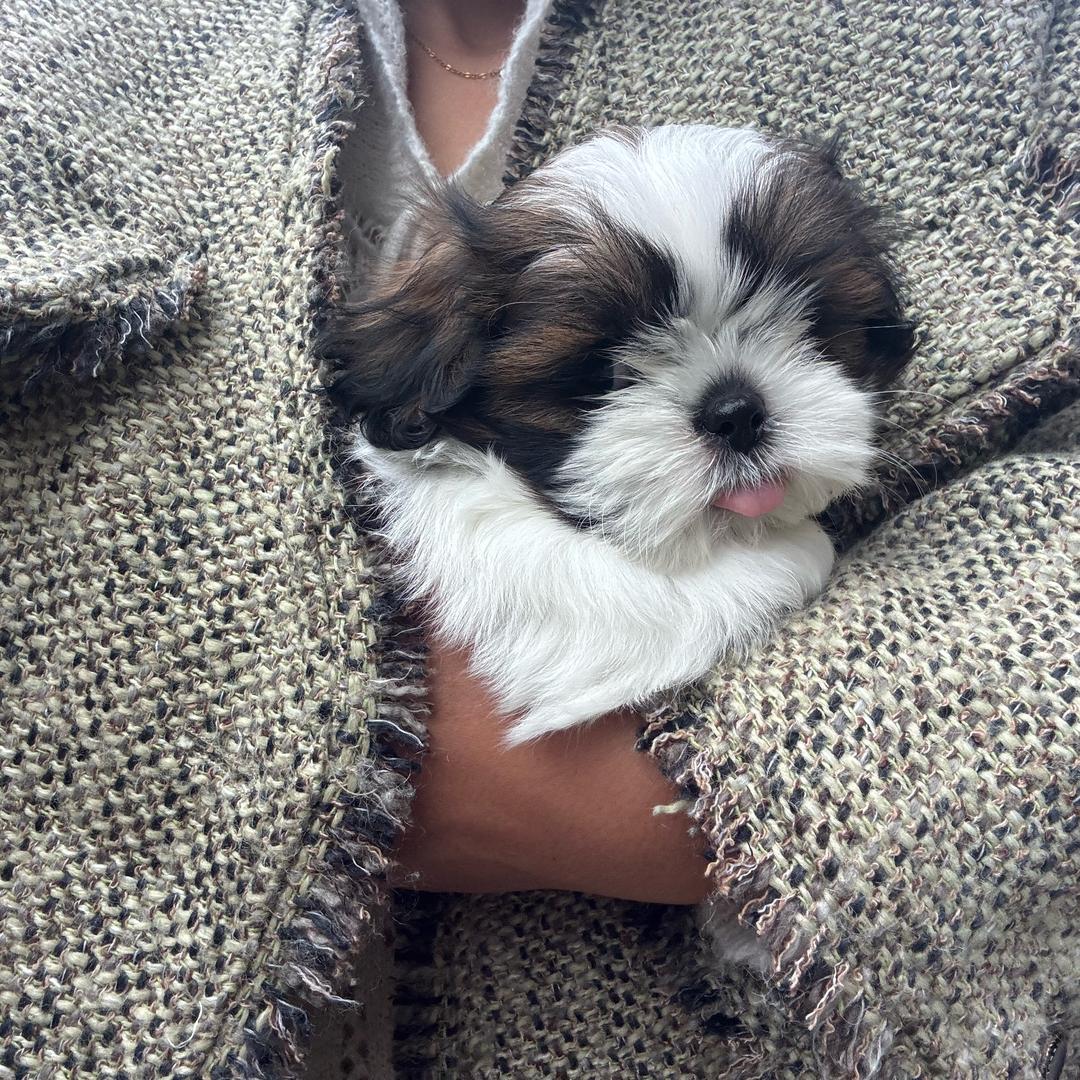 金豆是只憨憨狗🌸