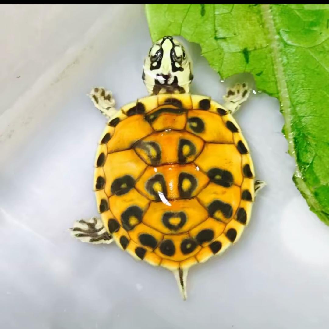 🌈🌈小薇玩龟🐢