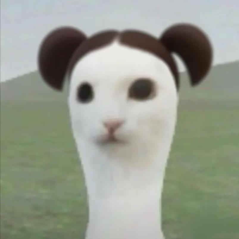 呆᳐呆猫᳐੭