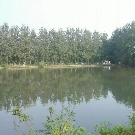 养甲鱼的杨大叔