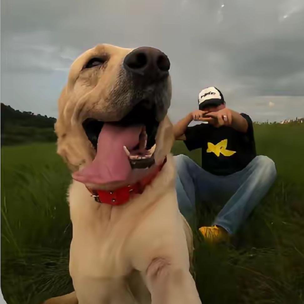 中华田园犬日常