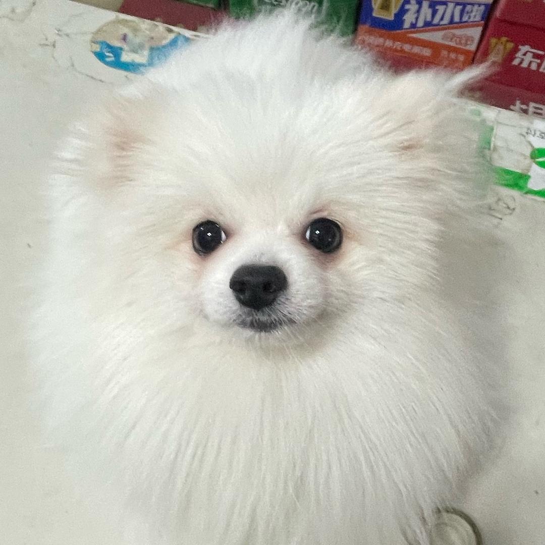 熊仔