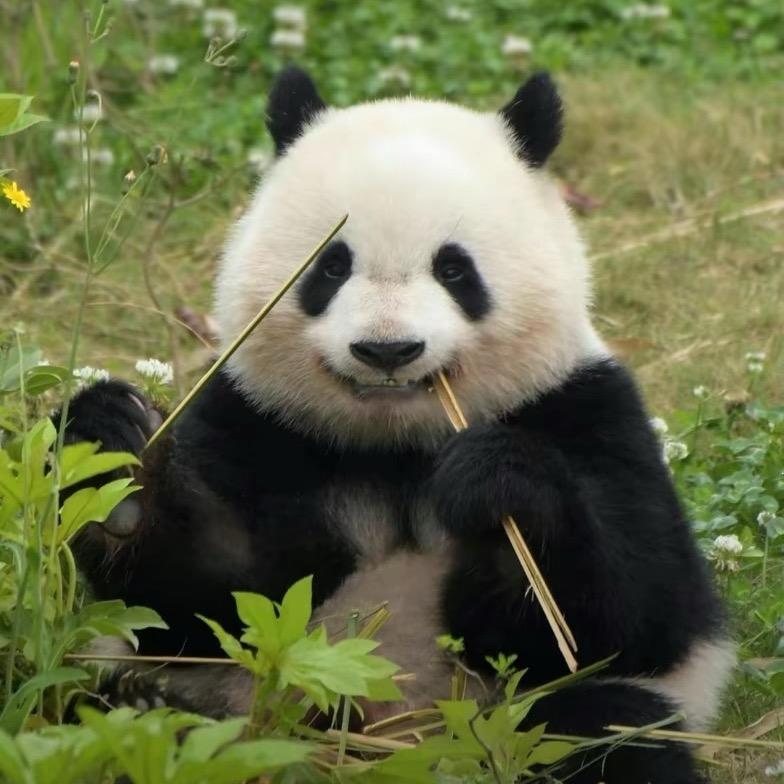 晓彤鸡爪