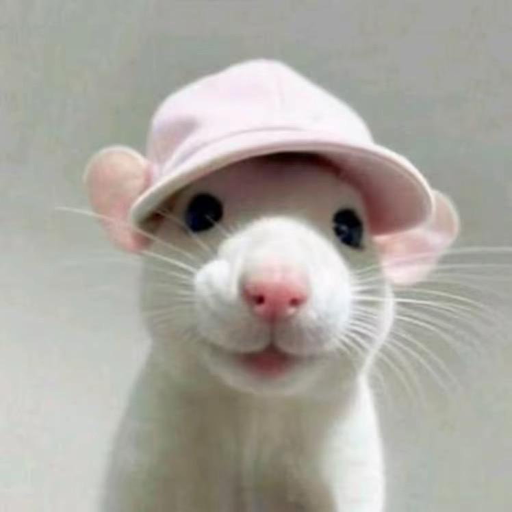 张张.（美女pro版）