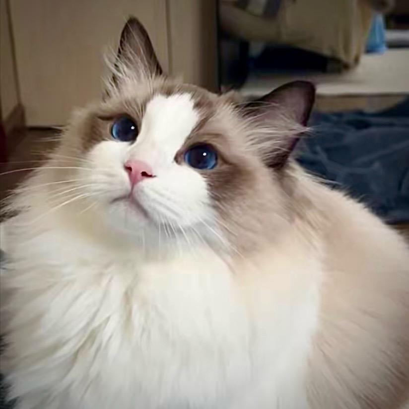 米莱是只布偶猫