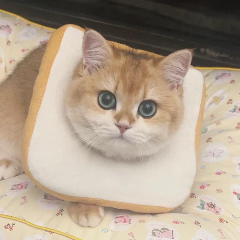 雯饱饱的操碎心老妈子