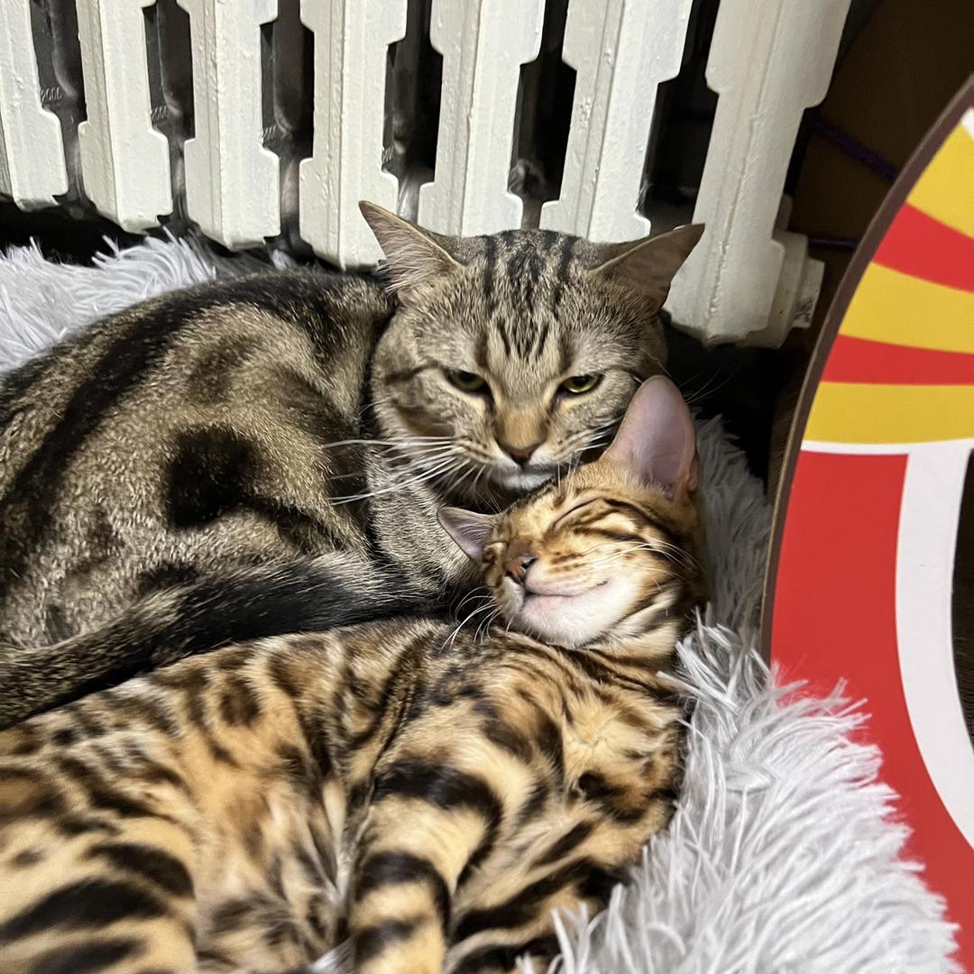 五宝六撑吃饱饱