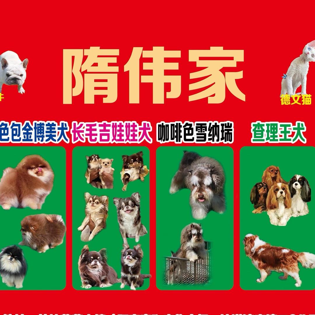隋伟家包金博美犬 长毛吉娃娃查理王 犬舍