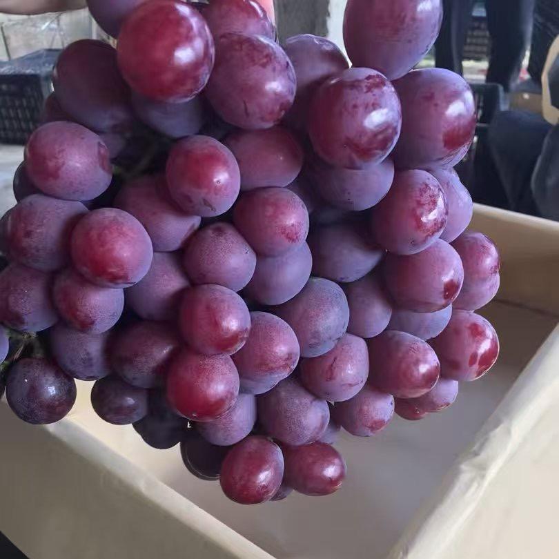 四🍇季🍊水🍎果🍇🍇