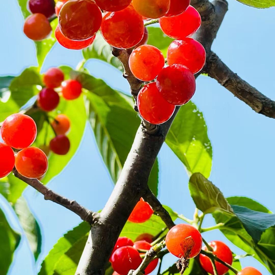 柞村镇班家李国香