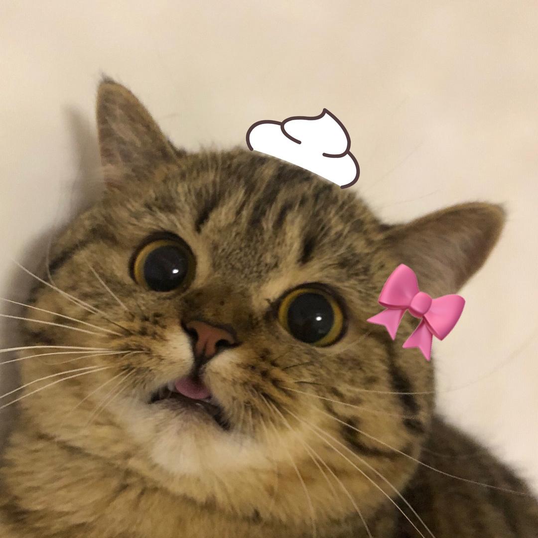 旖旖小虎🐯@抖音