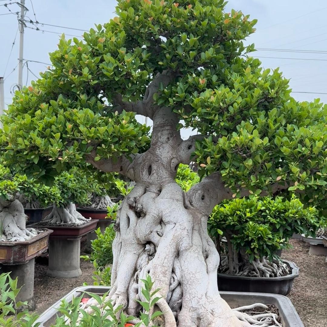 廖家榕树基地批发