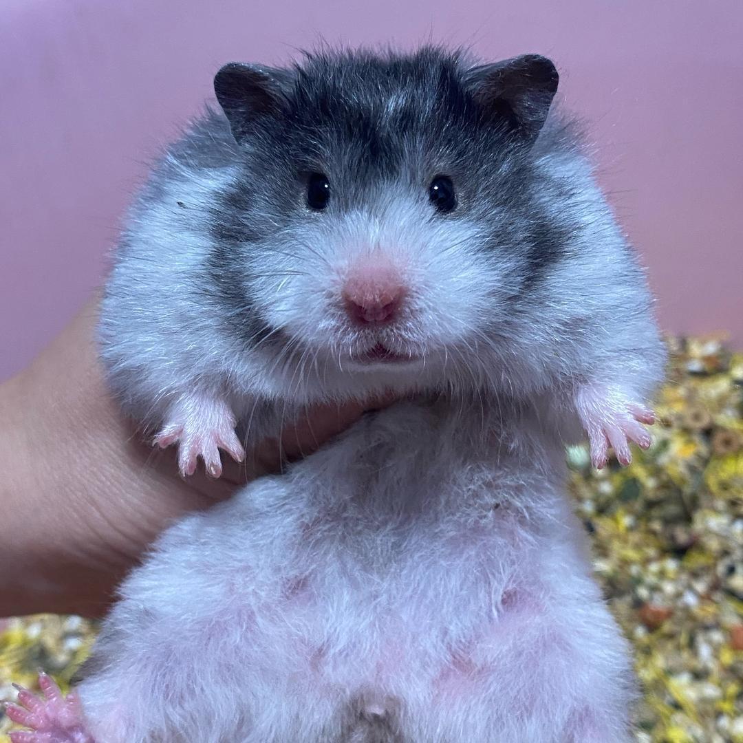 筱悠金丝熊研究所