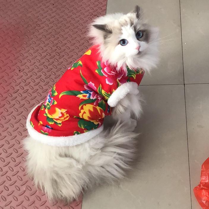 岳龙儿