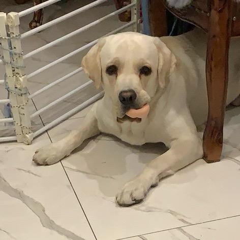 沈阳大蓝莓采摘园（2-5月末可采摘）