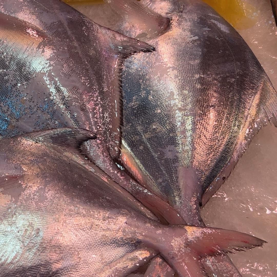 曾红小网海鲜🐟