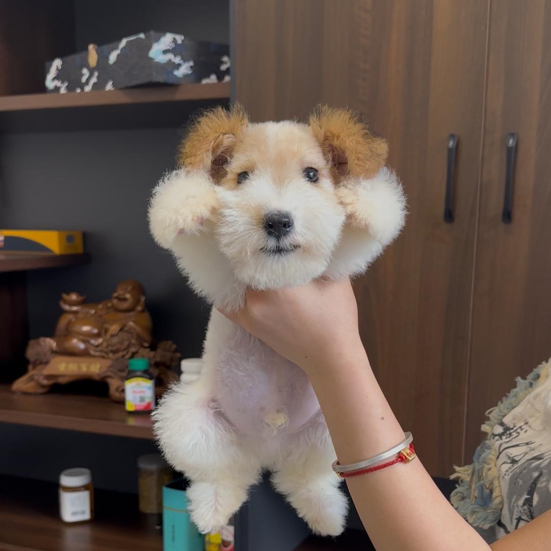 丽卡爱养刚毛猎狐梗