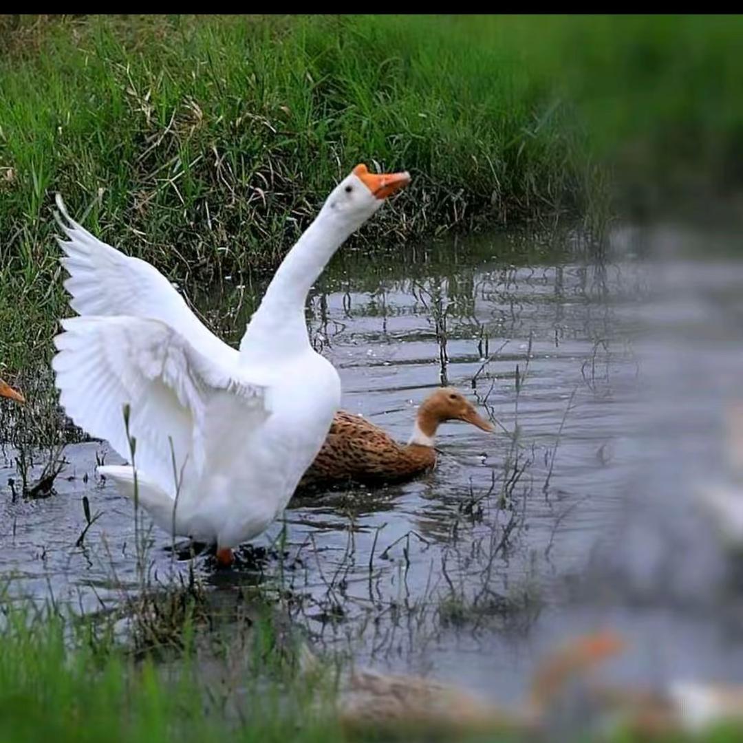 谷老师养鹅小能手
