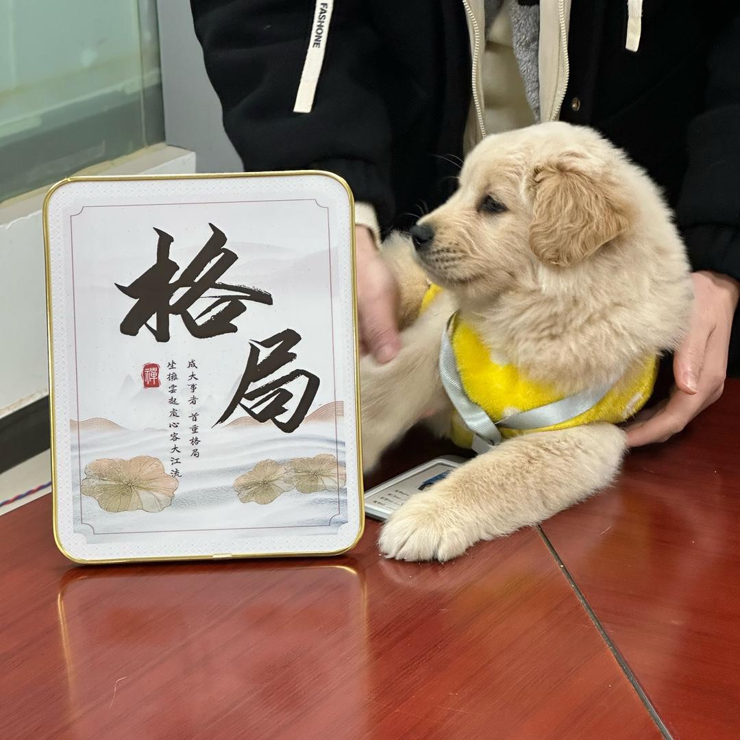 金毛(多多)的成长日记!