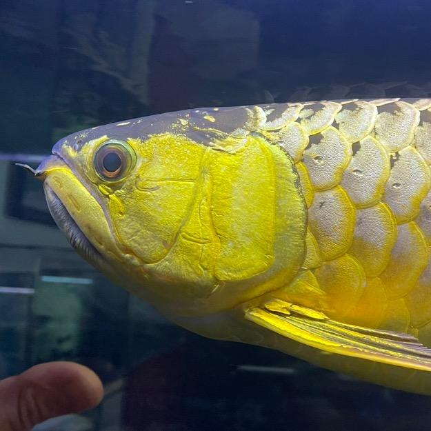 福王龙水族汇馆