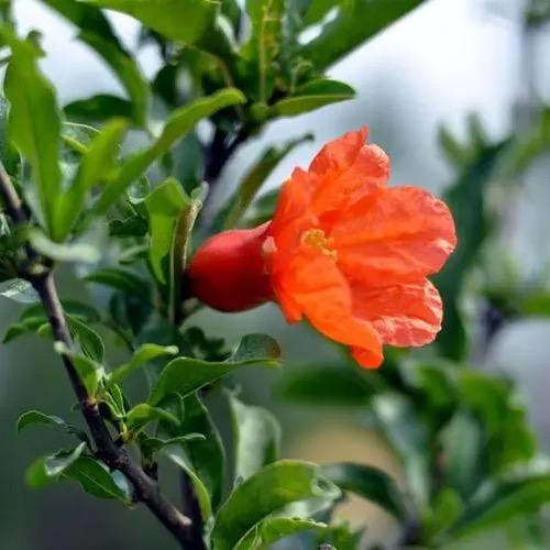 石榴花