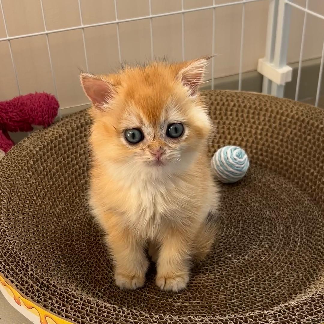 小金鱼的鎏金日记