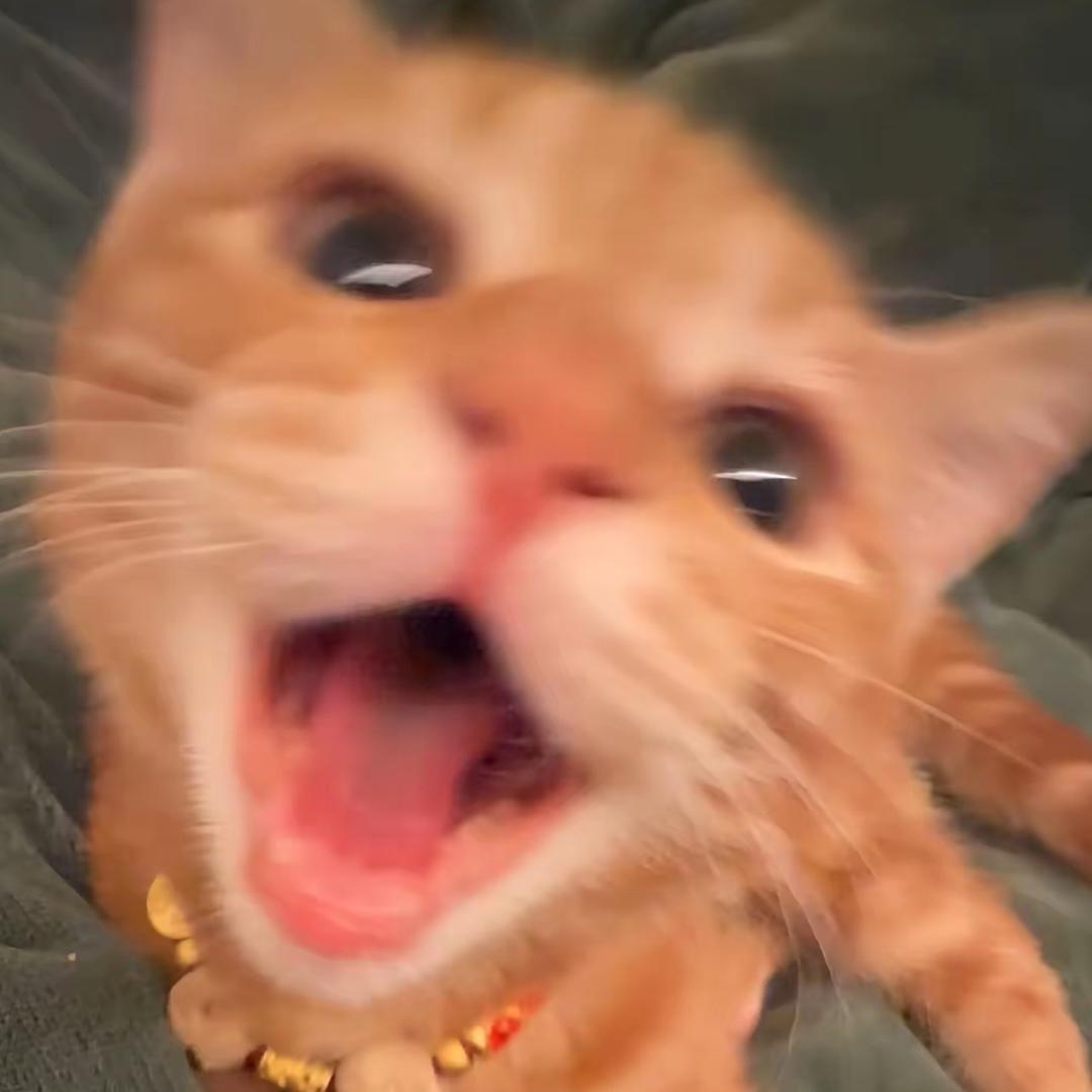 爱睡觉