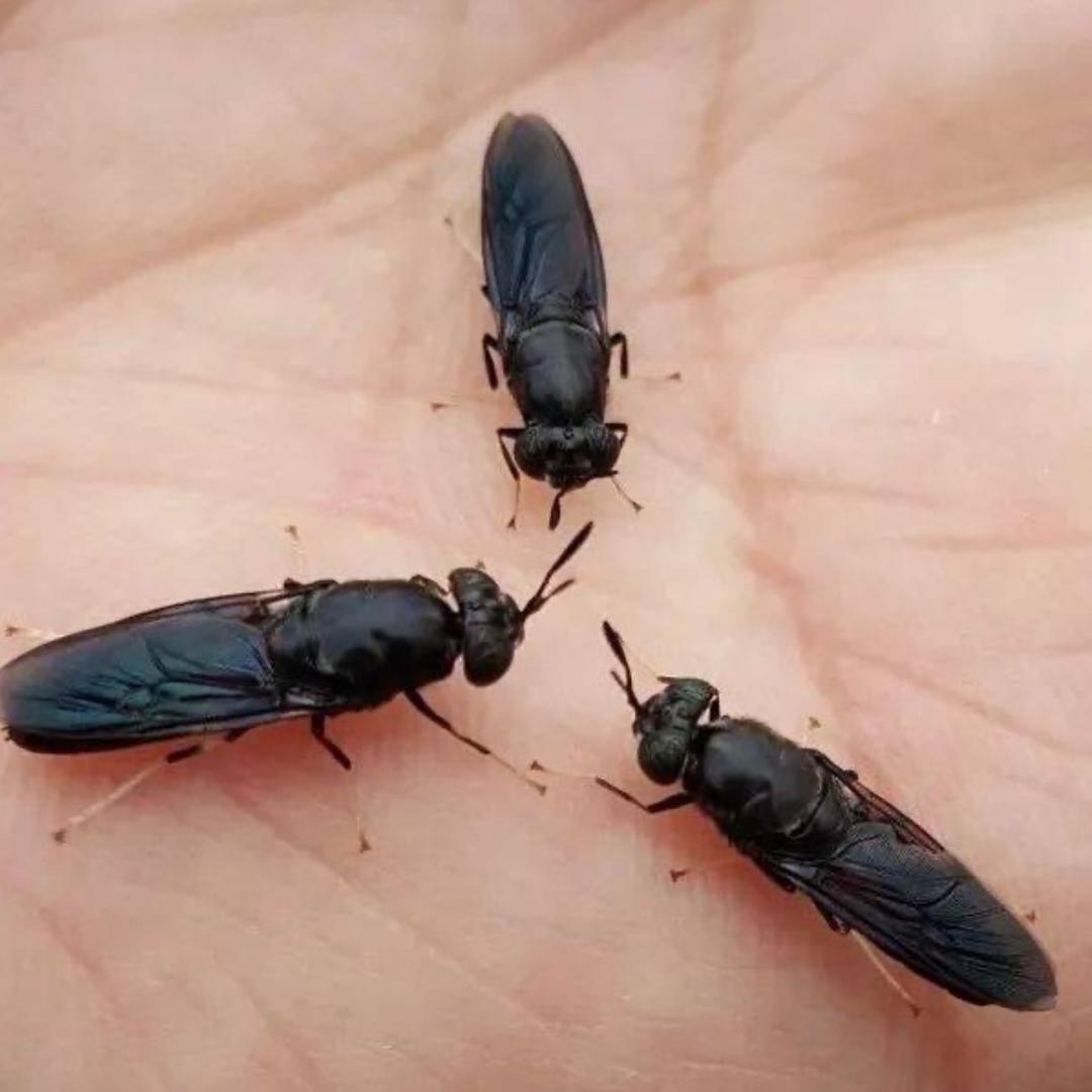 奕源黑水虻阿豪——蛋白虫养殖