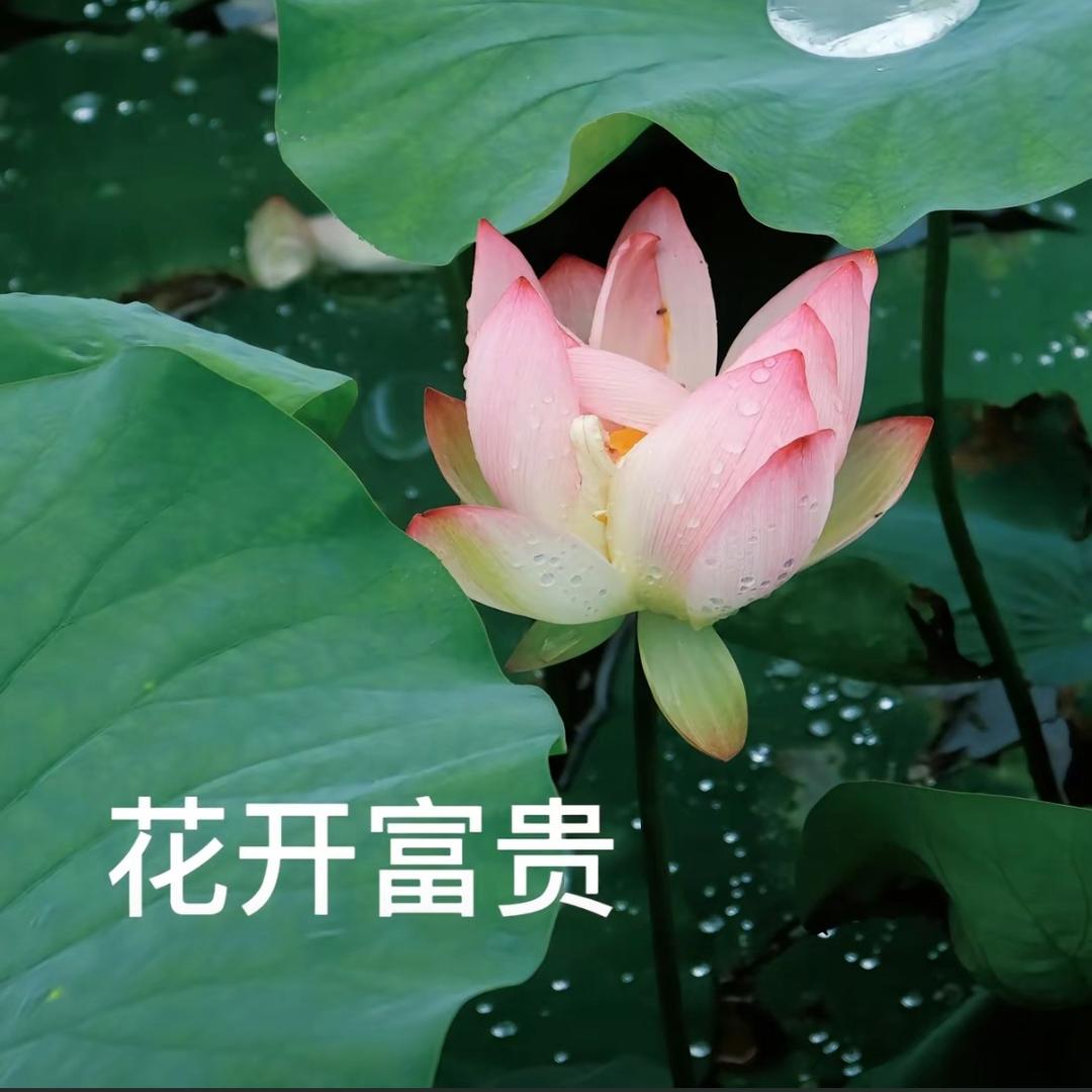 花开富贵姐.