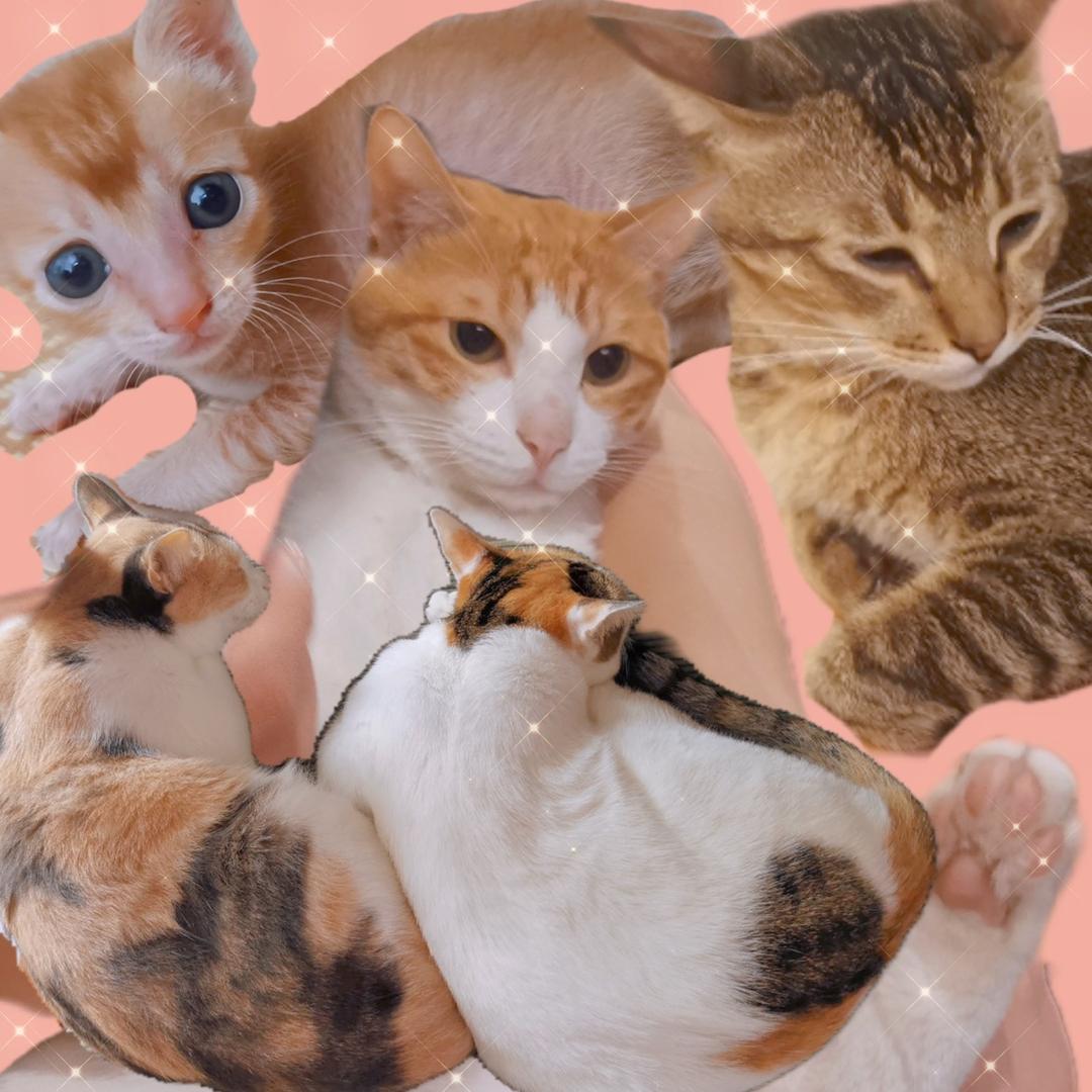 添彩猫手工DIY