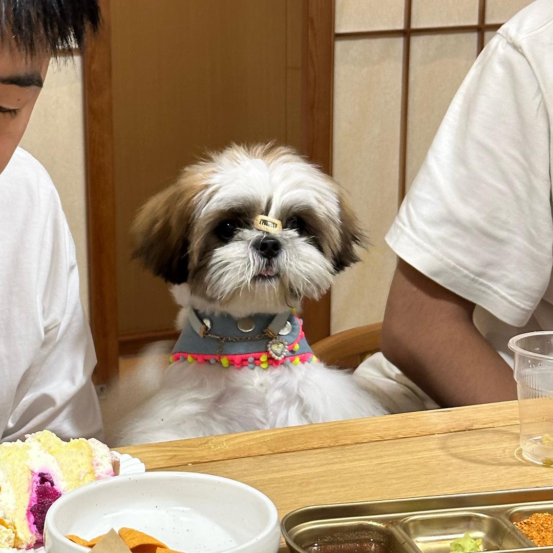好运宠物馆
