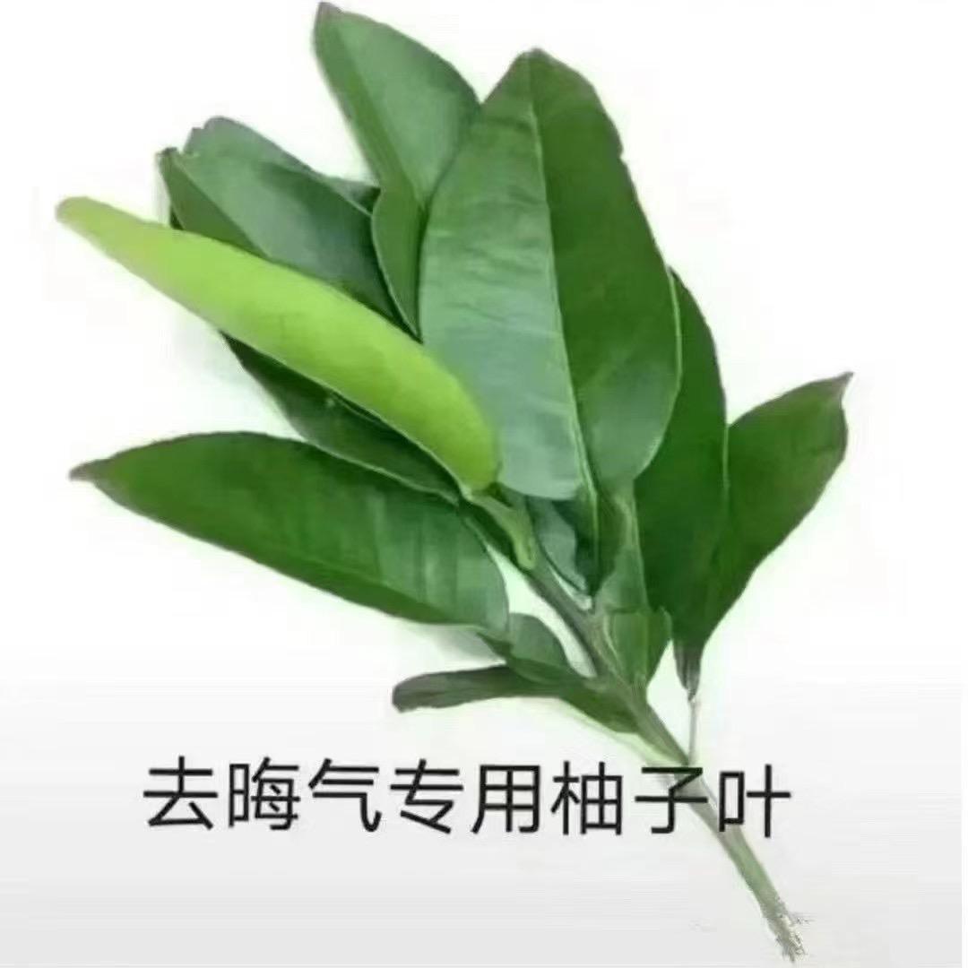 桃花宝宝