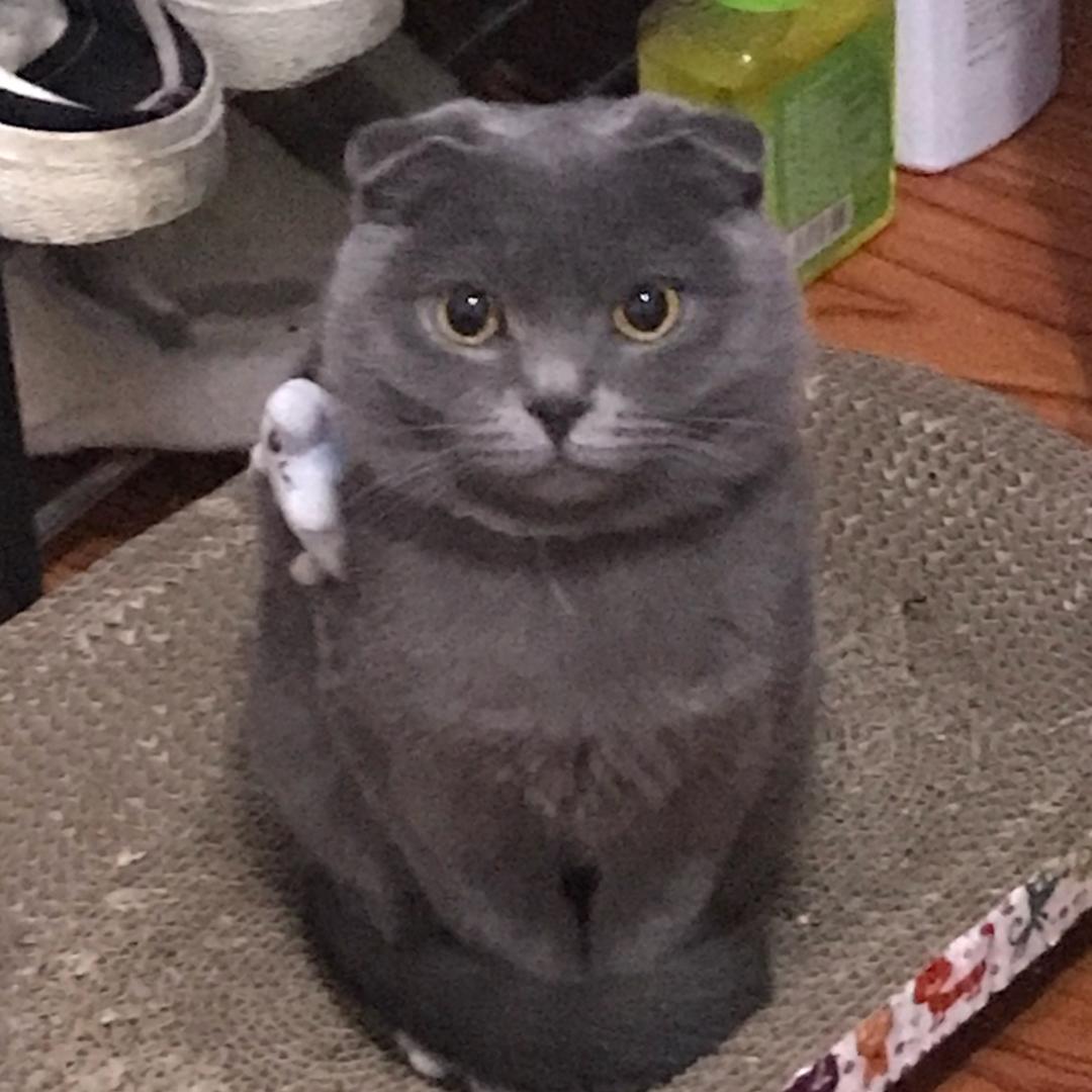 小耳朵的惠子