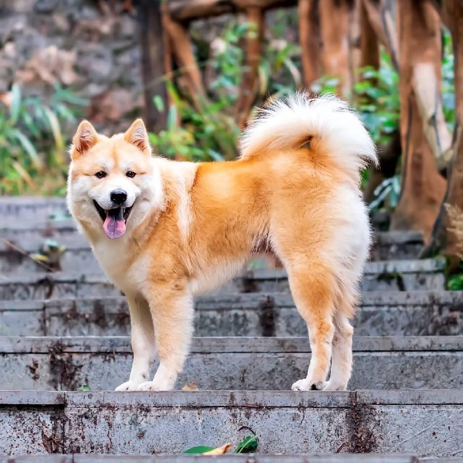 A-中华田园犬