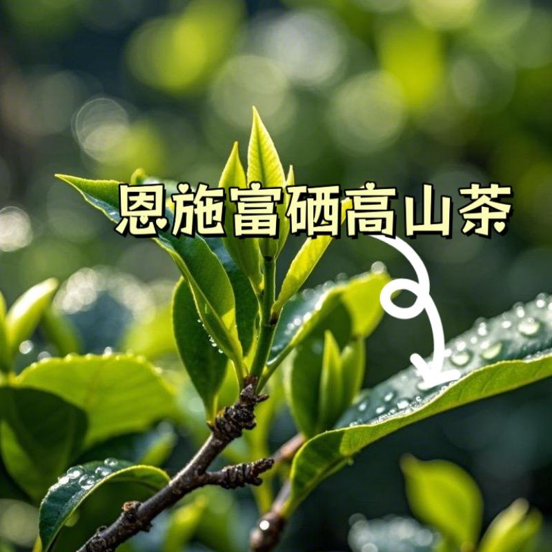 恩施富硒高山茶