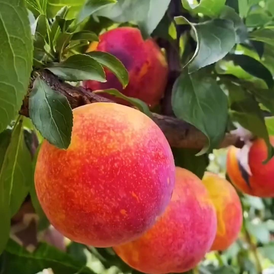 富莱盛歌水果优品店