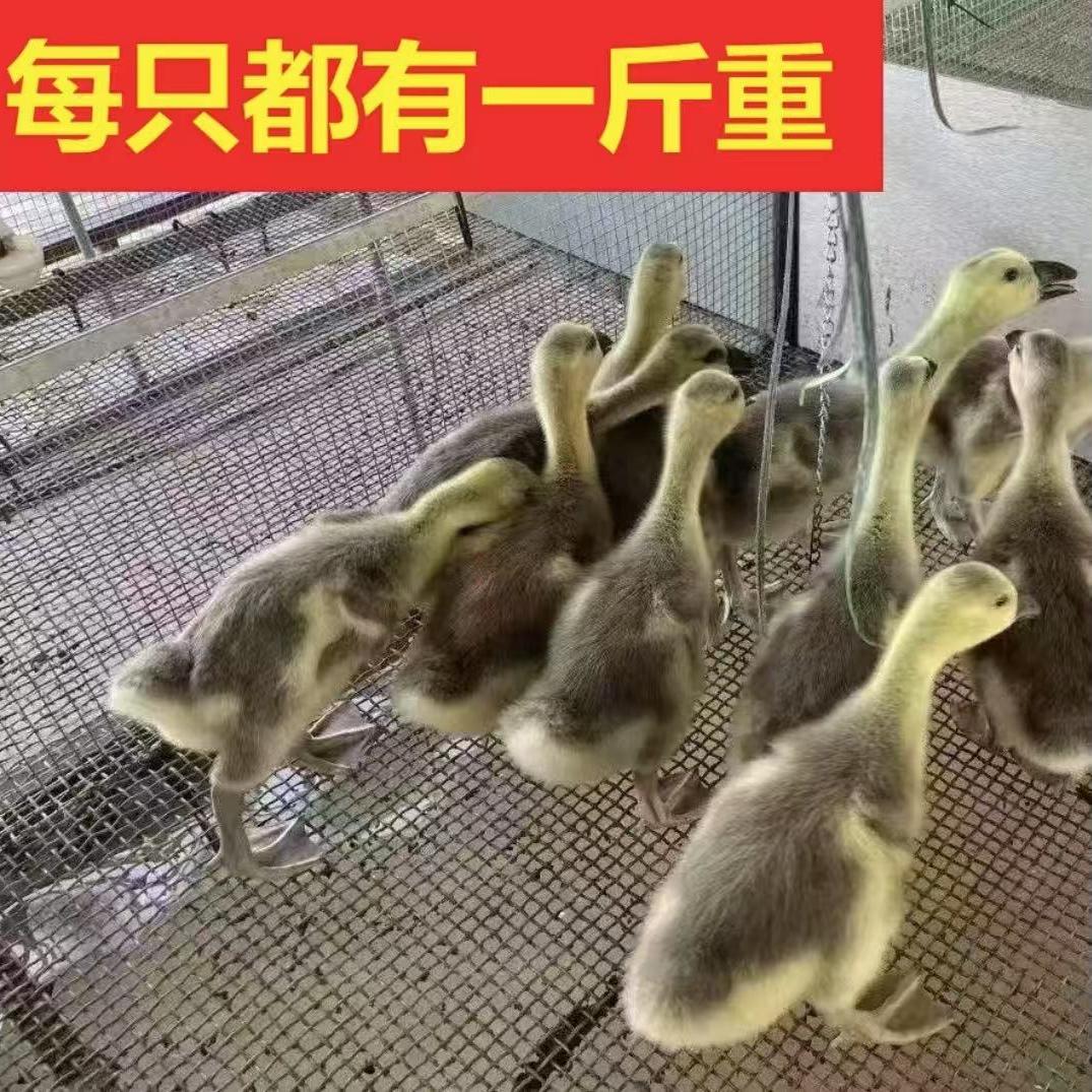 十万大山散养家禽