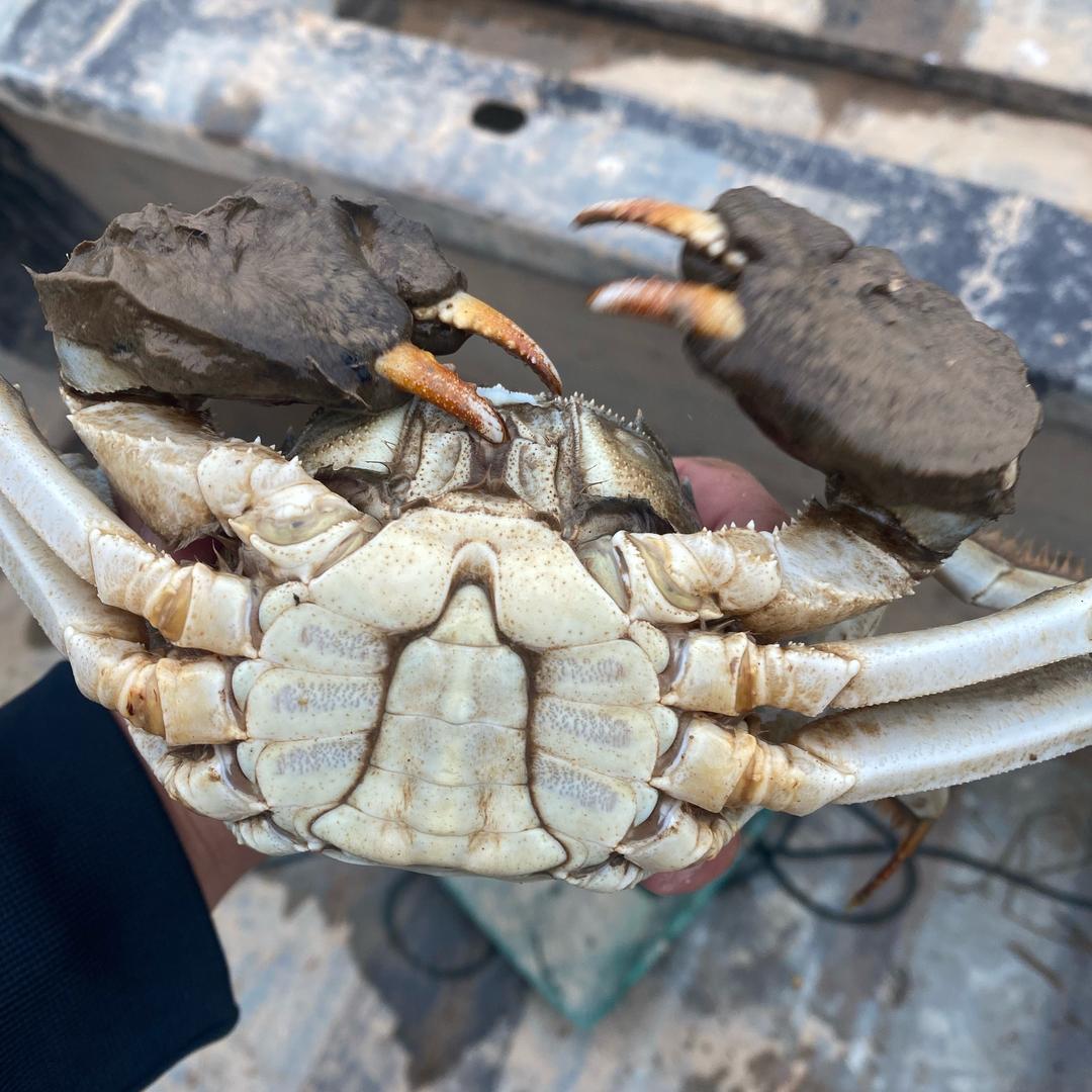香蟹居·浪人