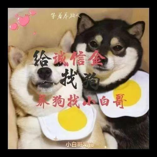 小白哥宠物