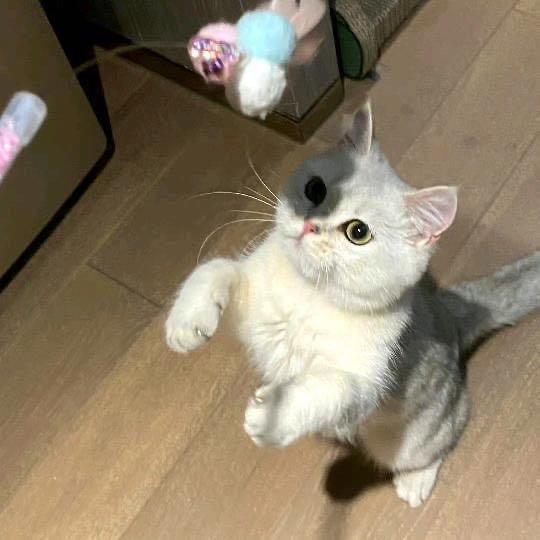 三尺青