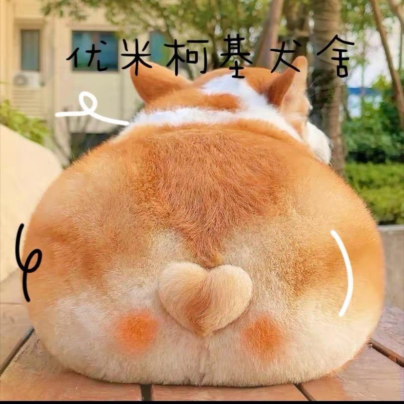 优米柯基犬舍2️⃣