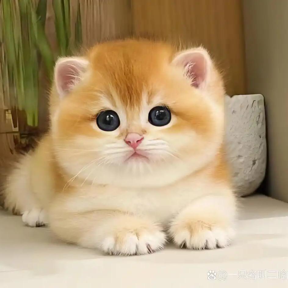 潇潇🏠的熊版渐层🐱